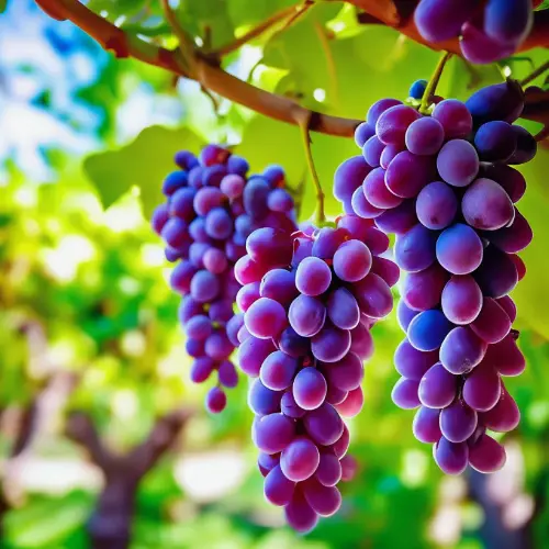 Логотип Роман КурскийКрай