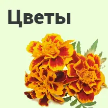Семена цветов