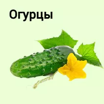 Семена огурца