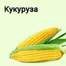Семена кукурузы