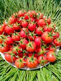 Томат Турецкий Стелющийся 10 шт. Редкие семена