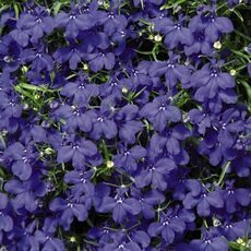 Лобелия прямостоячая Палас Блю 100 шт ПОИСК