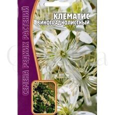 Клематис Винограднолистный 7 шт РЕДКИЕ СЕМЕНА