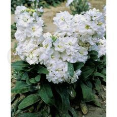 Маттиола Cinderella White карликовая махровая  Синдерелла Вайт  5 шт РЕДКИЕ СЕМЕНА