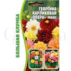Георгина Опера микс карликовая 20 шт РЕДКИЕ СЕМЕНА