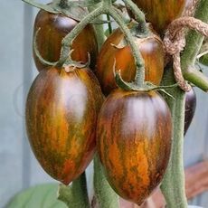 Томат Breds Athomic Grape 5 шт РЕДКИЕ СЕМЕНА