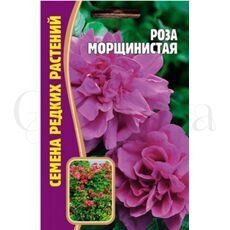 Роза Морщинистая (Rosa rugosa) 10 шт РЕДКИЕ СЕМЕНА