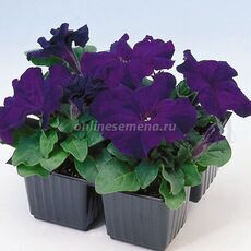 Петуния грандифлора Лимбо Джи Пи Блю  F1 100 шт ПОИСК