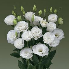 Эустома ABC1  Вайт F1 5 шт РЕДКИЕ СЕМЕНА