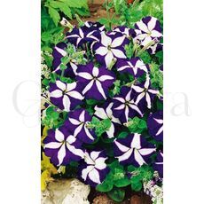 Петуния ампельная Лавина F1 синяя звезда 10 шт ПОИСК
