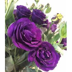 Эустома АВС 1 махровая Пурпл иF1  5 шт  РЕДКИЕ СЕМЕНА