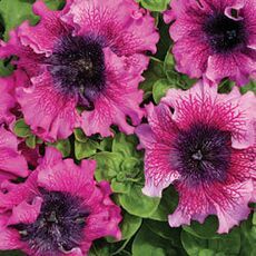 Петуния превосходнейшая Бордовая 100 шт ПОИСК