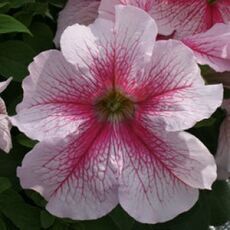 Петуния грандифлора Призм  Распберри Сандай 10 шт ПОИСК