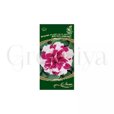 Петуния махровая многоцветковая Дуо Роуз энд Вайт 10 шт ПОИСК