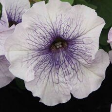 Петуния грандифлора Лимбо Джи Пи Сильвер Блю F1 100 шт ПОИСК