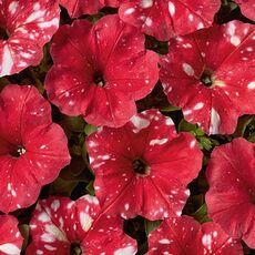Петуния мультифлора Дот Стар F1 Ред 100 шт ПОИСК