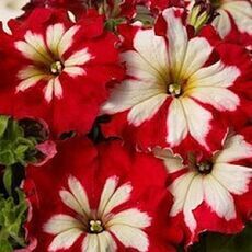 Петуния  грандифлора Кан Кан Арлекин Черри Роуз 10 шт  ПОИСК