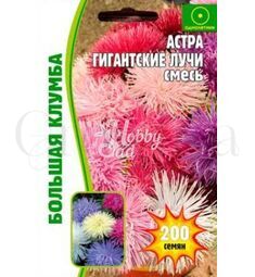 Астра Гигантские Лучи смесь 350 шт РЕДКИЕ СЕМЕНА