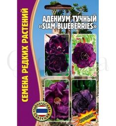 Адениум тучный Siam blueberries 3 шт РЕДКИЕ СЕМЕНА