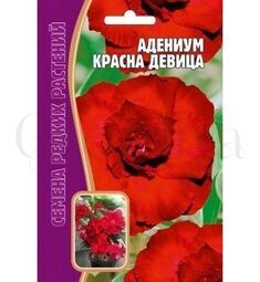 Адениум Красна Девица 3 шт РЕДКИЕ СЕМЕНА