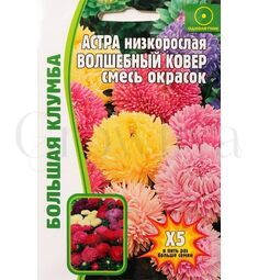 Астра низкорослая Волшебный ковер смесь окрасок  100 шт РЕДКИЕ СЕМЕНА