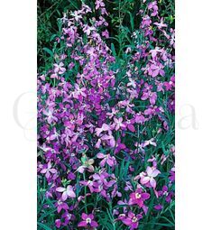 Маттиола Вечерний Аромат 1000 шт РЕДКИЕ СЕМЕНА