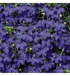 Лобелия прямостоячая Палас Блю 100 шт ПОИСК
