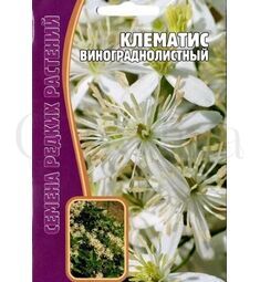 Клематис Винограднолистный 7 шт РЕДКИЕ СЕМЕНА