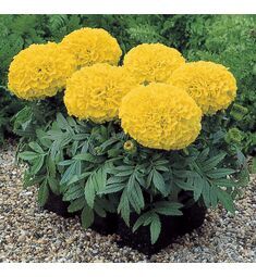 Бархатцы прямостоячие Antigua Yellow F1 5 шт РЕДКИЕ СЕМЕНА