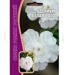 Адениум Белая роза 3 шт РЕДКИЕ СЕМЕНА