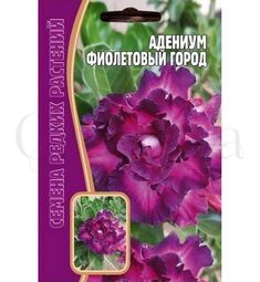 Адениум Фиолетовый город 3 шт РЕДКИЕ СЕМЕНА