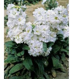 Маттиола Cinderella White карликовая махровая  Синдерелла Вайт  5 шт РЕДКИЕ СЕМЕНА