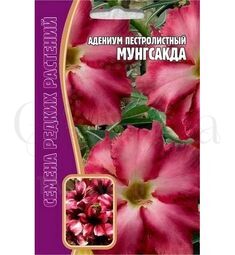 Адениум пестролистный Мунгсакда 3 шт РЕДКИЕ СЕМЕНА