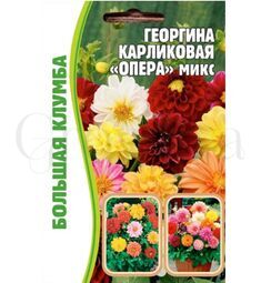 Георгина Опера микс карликовая 20 шт РЕДКИЕ СЕМЕНА