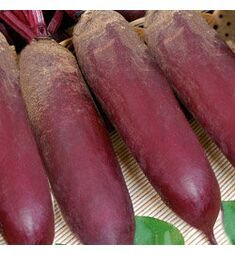 Свекла Цилиндра 500 шт РЕДКИЕ СЕМЕНА