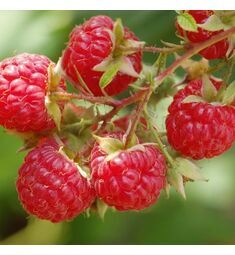 Малина Соблазнительная 10 шт РЕДКИЕ СЕМЕНА