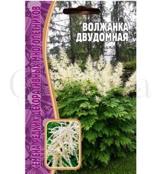 Волжанка двудомная 50 шт РЕДКИЕ СЕМЕНА