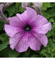 Петуния грандифлора Призм Дьюберри Сандай 100 шт ПОИСК