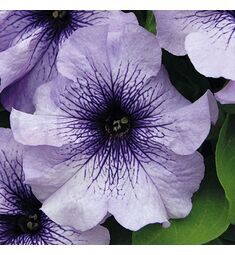 Петуния грандифлора Лимбо Джи Пи F1 Блю Вайнед 10 шт ПОИСК