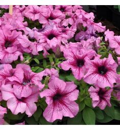 Петуния грандифлора Лимбо Джи Пи Орхид Вейнед F1 100 шт ПОИСК