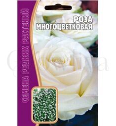 Роза Многоцветковая Белая 7 шт РЕДКИЕ СЕМЕНА