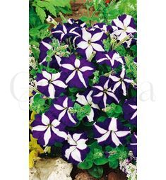 Петуния ампельная Лавина F1 синяя звезда 10 шт ПОИСК