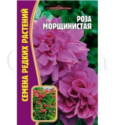 Роза Морщинистая (Rosa rugosa) 10 шт РЕДКИЕ СЕМЕНА