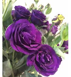 Эустома АВС 1 махровая Пурпл иF1  5 шт  РЕДКИЕ СЕМЕНА