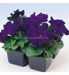 Петуния грандифлора Лимбо Джи Пи Блю  F1 100 шт ПОИСК