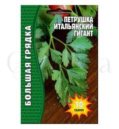 Петрушка Итальянский Гигант 3500 шт РЕДКИЕ СЕМЕНА