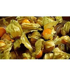 Физалис Земляничка Земляничный аромат 30 шт РЕДКИЕ СЕМЕНА