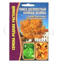 Гинкго двулопастный 3 шт РЕДКИЕ СЕМЕНА