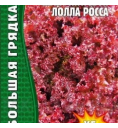 Салат листовой Лолла Росса 500 шт РЕДКИЕ СЕМЕНА