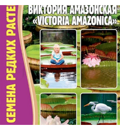 Лотос Гигантский Виктория Амазонская 2 шт РЕДКИЕ СЕМЕНА